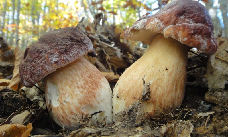 boletos