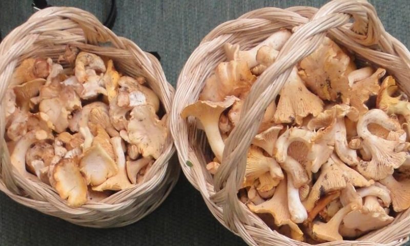 cogumelos